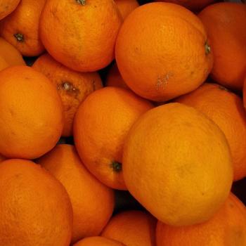 Saftorangen Washington Navel